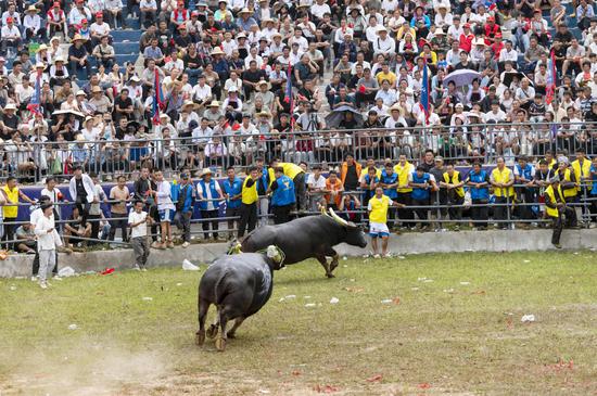 Bullfight held in SW China's Guizhou to celebrate bumper harvest