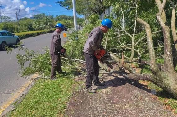 Authorities in Wanning city, Hainan province, organize crews to remove hazardous vegetation to prevent fallen trees from bringing down power lines and utility poles. (Photo provided to chinadaily.com.cn)