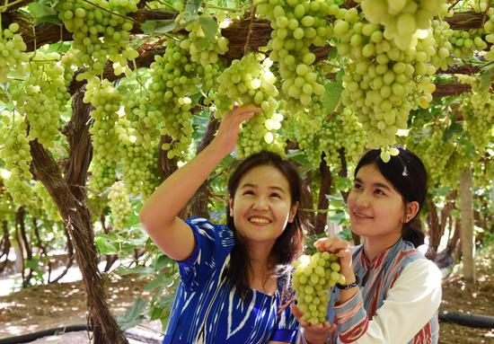 Turpan grapes ripen under extreme temperature
