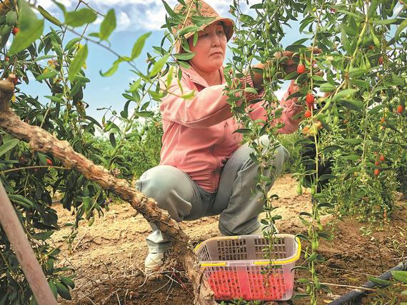 A villager picks goji berries in Jinghe County on Sept 11. (ZHAO YIMENG/CHINA DAILY) A villager picks goji berries in Jinghe County on Sept 11. (ZHAO YIMENG/CHINA DAILY)
