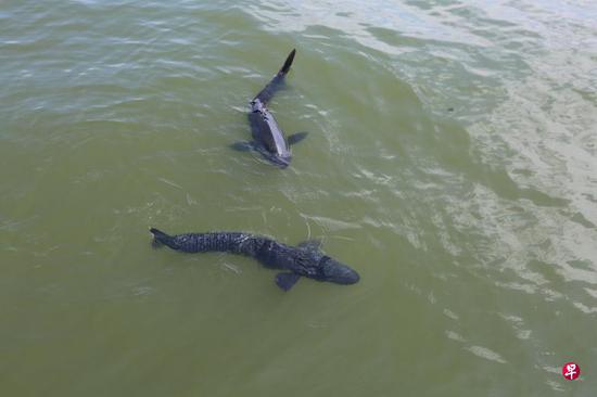Hangzhou deploys bionic robotic fish  in West Lake for item retrieval, ecological monitoring