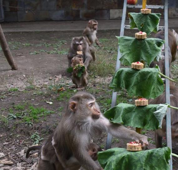 The pig-tailed monkeys enjoy mooncakes made with a sweet coarse-grain crust and filled with a mixture of pecans, sunflower seeds, peanuts, sesame seeds, and almonds at Harbin Northern Forest Zoo in Heilongjiang province. [Photo by Liu Xiaomi/For chinadaily.com.cn]