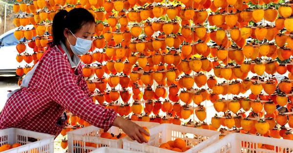 Exploring sweet persimmons during harvest season