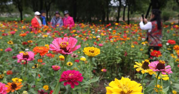 Exploring romantic flower sea in autumn at Yuanmingyuan Park