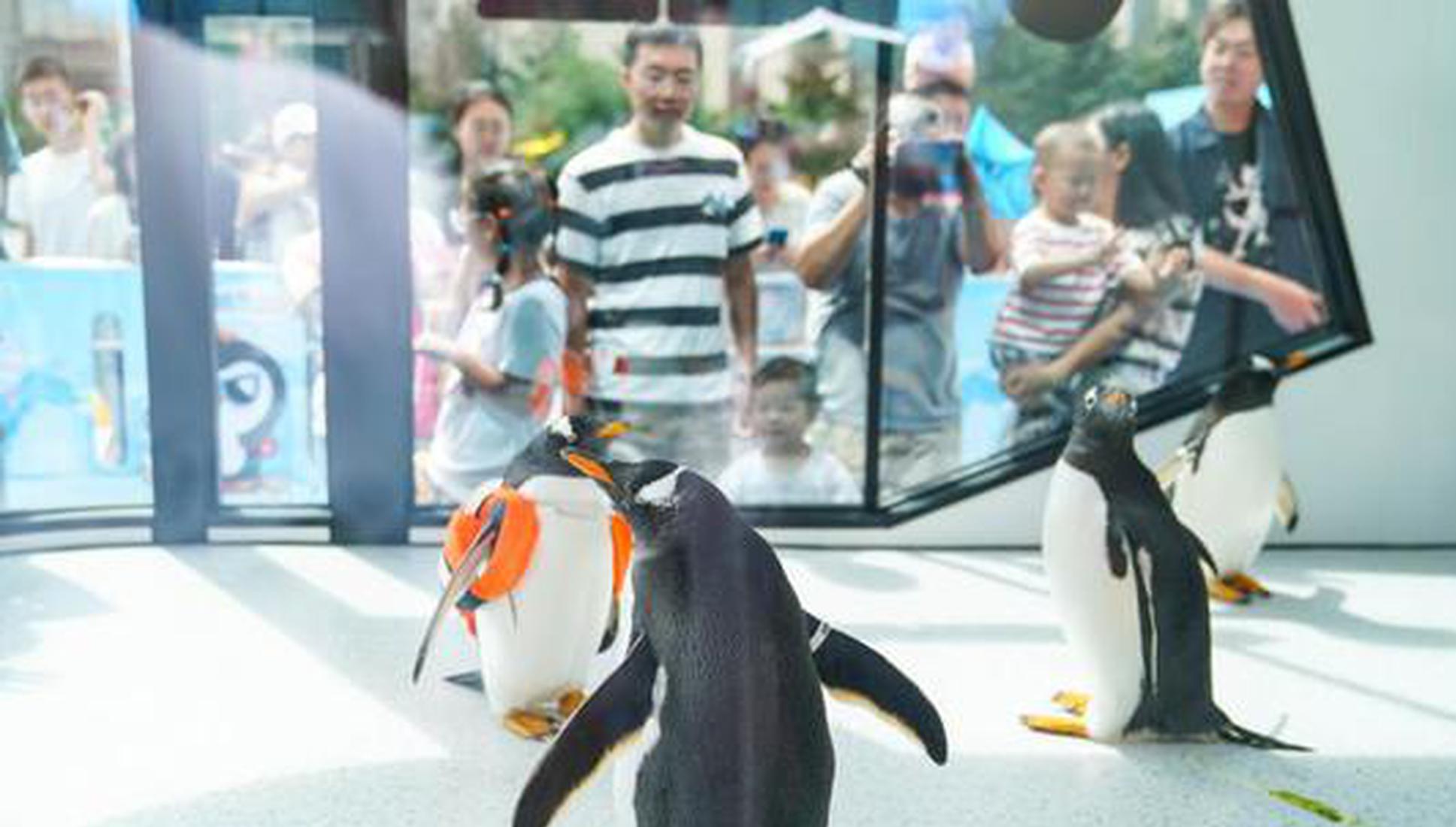 Satellite tracking reveals climate change forces penguins to abandon breeding sites