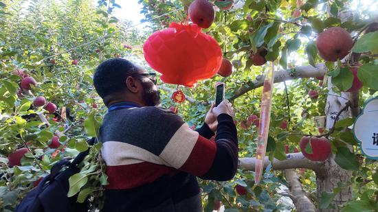 Bumper harvests of apples and cotton paint a picture of rural revitalization in Aksu