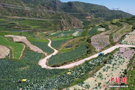 Aerial photo taken on Aug. 13, 2025 shows that villagers harvest plateau vegetables in Shangzhuang Village, Yuzhong County, Lanzhou City, Gansu Province. (Photo: China News Service/Li Yalong) Aerial photo taken on Aug. 13, 2025 shows that villagers harvest plateau vegetables in Shangzhuang Village, Yuzhong County, Lanzhou City, Gansu Province. (Photo: China News Service/Li Yalong)
