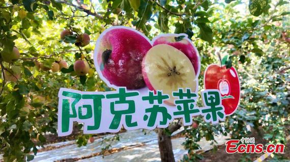The logo of Aksu apples is displayed during the media visit in Aksu, Xinjiang Uygur Autonomous Region, Oct. 15, 2025. (Photo: China News Network/Jiang Yuwei) The logo of Aksu apples is displayed during the media visit in Aksu, Xinjiang Uygur Autonomous Region, Oct. 15, 2025. (Photo: China News Network/Jiang Yuwei)