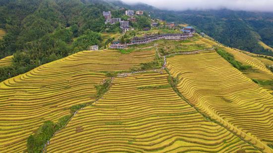 Exploring 'golden sea' at Jinkeng Terraces in south China