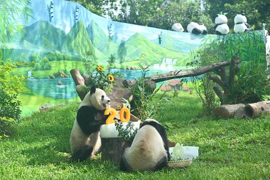 Two pandas make their public debut at Guangzhou Zoo