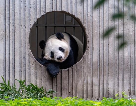 Giant panda enjoys autumn leisure in southwest China