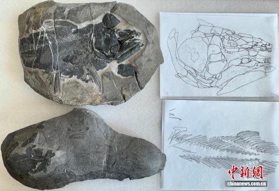 Chinese scientists discover 249-million-year-old fish fossil 