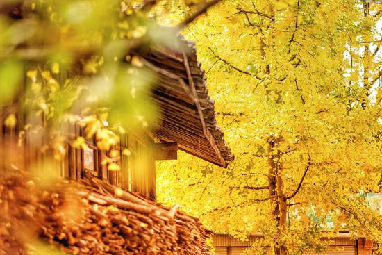 Exploring picturesque Ginkgo Village in golden autumn