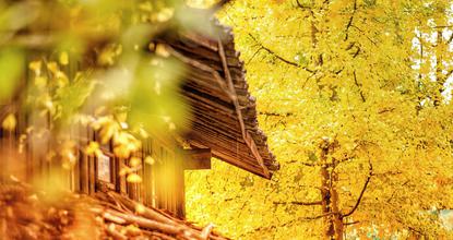 Exploring picturesque Ginkgo Village in golden autumn