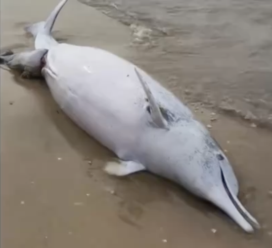 A dead Chinese white dolphin and the calf washed to the beach in Tanbei Bayon Naozhou Island in Zhanjiang, Guangdong Province. (Photo/Screenshot)