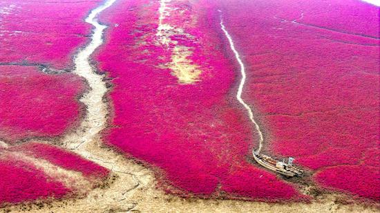 Red Seepweed paints Qingdao wetlands a brilliant crimson