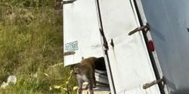 Aggressive monkeys escape from overturned truck in Mississippi