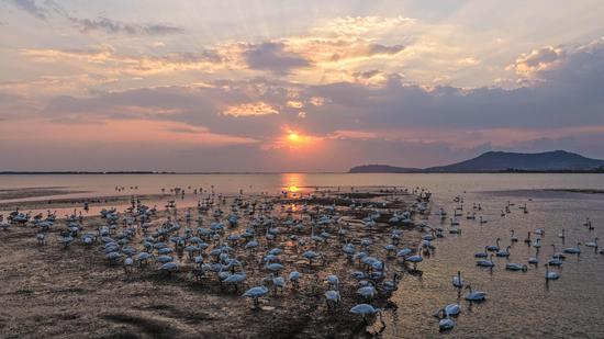 Wintering swans return to Swan Lake in east China