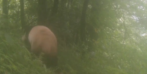  Screenshot Photo shows the wild giant panda spotted in southwest China's Sichuan Province.