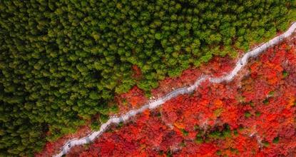 Exploring fiery autumn scenery across China