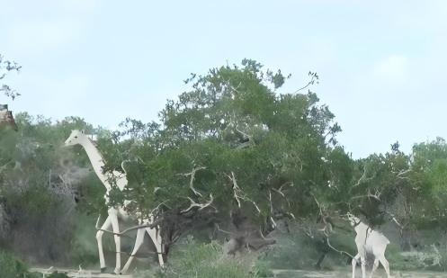 Kenya lays ground for first green fertilizer plant