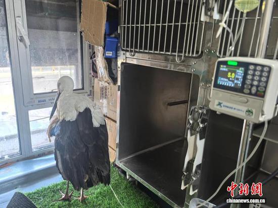 Photo shows the injured Oriental stork saved in Jilin City, Jilin Province. (Photo/China News Service)