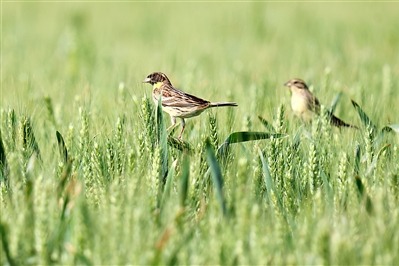 China vows to continue crackdown on hunting of protected birds