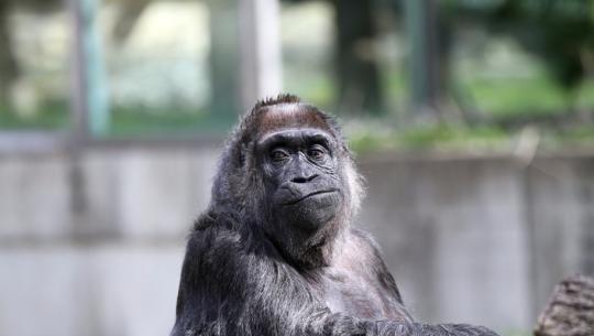 First kiss not by human lovers: Study