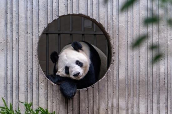 Giant pandas celebrate 100 days at Harbin's Sun Island pavilion