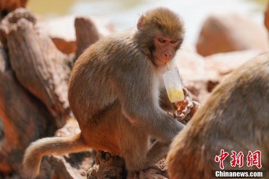 Photo shows a macaque. (File photo/China News Service)