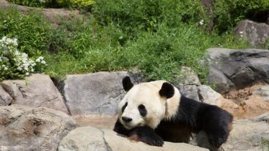 Japan's last giant pandas to return to China in February