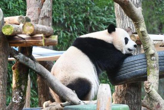 France bids farewell to panda 'diplomats'