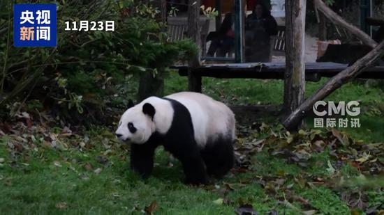 Giant pandas Huan Huan and Yuan Zi return to China 