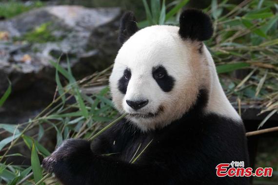 File photo taken in Septembe, 2024 shows giant panda Yuan Zi. (Photo courtesy of Beauval Zoo)