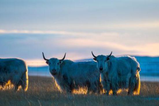 Study shows how moderate grazing boosts grassland productivity