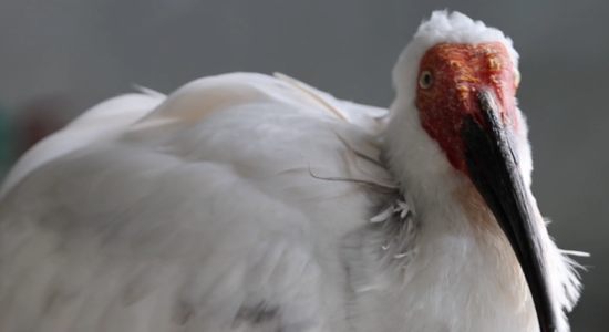Oldest captive-bred crested ibis 'Pingping' dies in Beijing