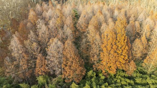 Forest glows in rich hues