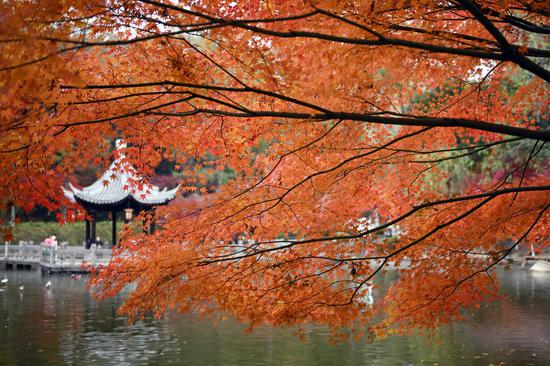 Red Maple leaves enter prime viewing period on Qixia Mountain in China's Nanjing