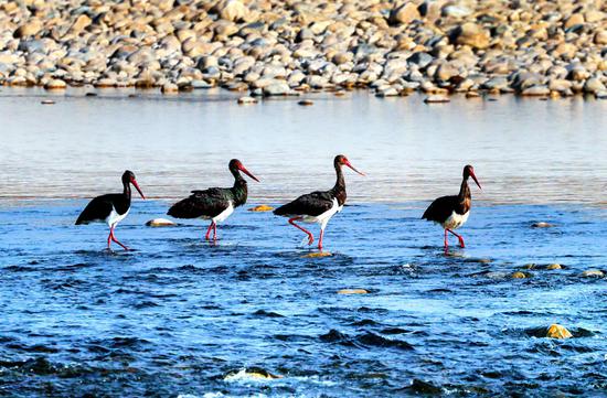 Rare black storks forage in winter