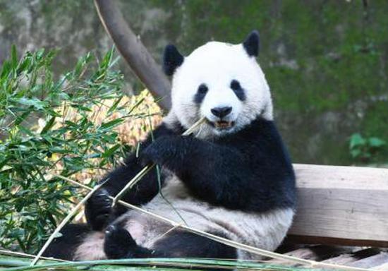 New pair of giant pandas expected to arrive in France in 2027