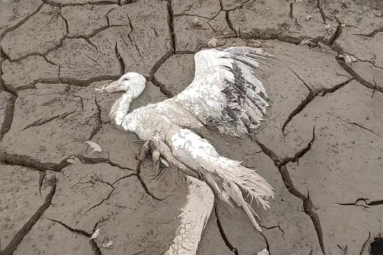 Trio investigated for suspected wildlife poisoning in Poyang Lake