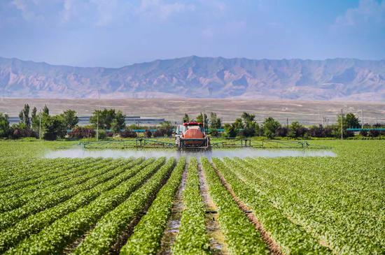 Why has Xinjiang become the 'western granary'