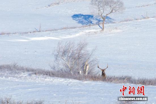 A rime scene appears on a grassland in Xilinhot City, Xilingol League, Inner Mongolia Autonomous Region, Dec. 7, 2025. (Photo/China News Service)