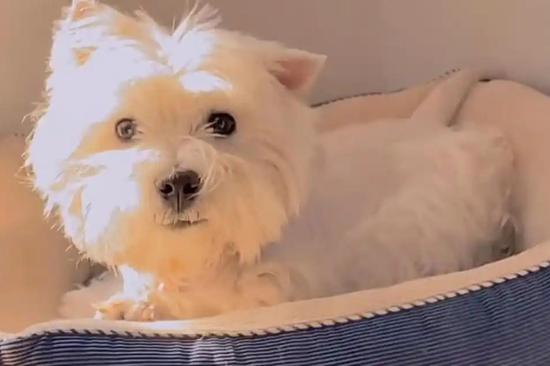 Beijing man sentenced to 4 years for poisoning dogs