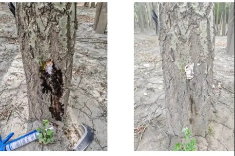 New method devised to save Xizang's poplar trees from canker