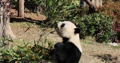 Japanese bid farewell to the last two giant pandas