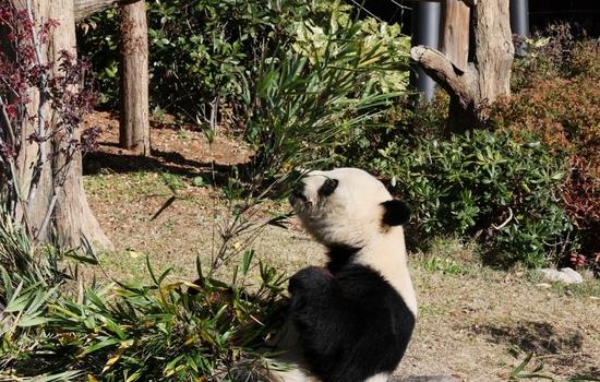 Japanese bid farewell to the last two giant pandas