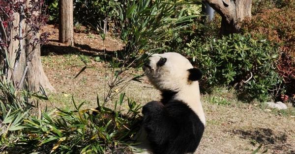 Japanese bid farewell to the last two giant pandas