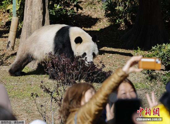 Photo shows the giant panda Xiao Xiao at Tokyo's Ueno Zoological Gardens, Dec. 16, 2025. (Photo/Agencies)