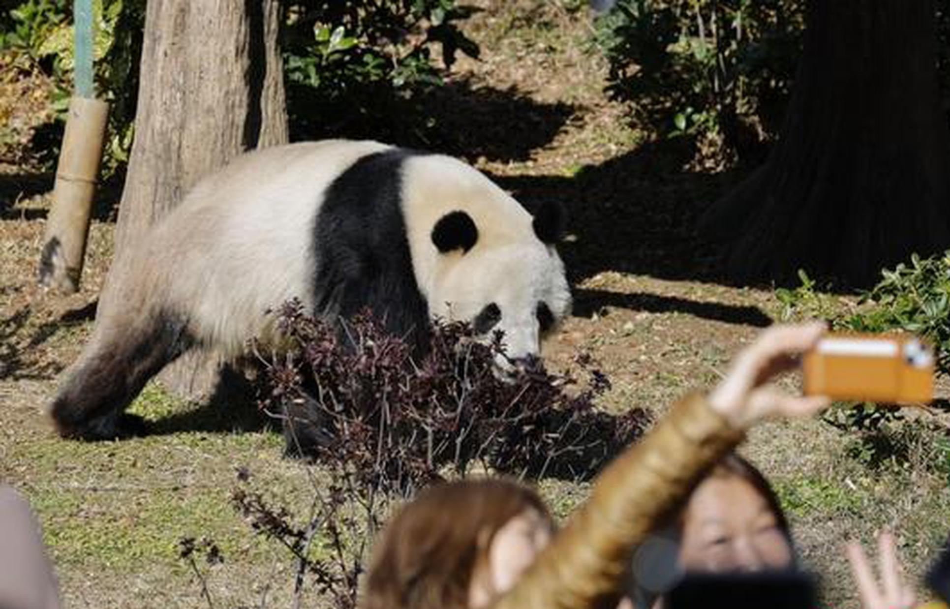 Twin giant pandas set to return to China from Japan as public bids reluctant farewell